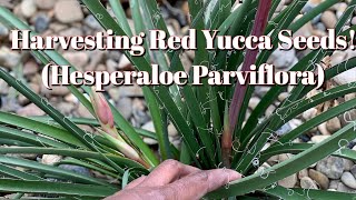 17 Harvesting TONS of Hesperaloe Parviflora Red Yucca Seeds [upl. by Eciuqram]