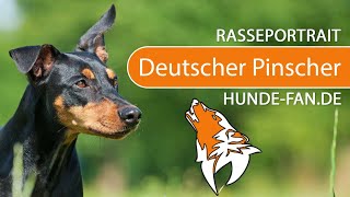 ► Deutscher Pinscher 2018 Rasse Aussehen amp Charakter [upl. by Esiom767]