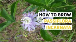 Passiflora incarnata Growing Guide MayPop by GardenersHQ [upl. by Zanas]