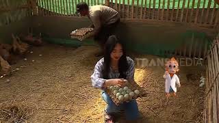 MONTAZA FARM masuk TRANS 7 [upl. by Jeanelle]