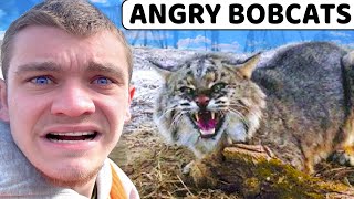 I Trapped ANGRY Overpopulated Bobcats [upl. by Battat]