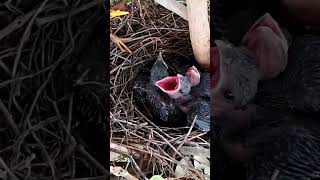 Common myna Birds feed on yellow baby mouth [upl. by Candless]