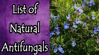 List of Natural Antifungals [upl. by Ydaj]