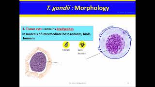 Toxoplasma gondii [upl. by Frodina]