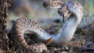 Western Diamondback wakes up suddenly [upl. by Osugi]