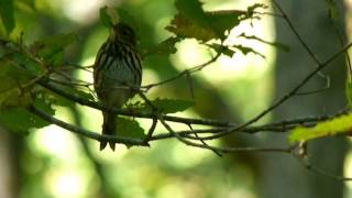 Olivebacked Pipit Mealtime ビンズイの捕食と羽繕い（野鳥） [upl. by Babette]