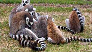 Mixing with the ring tailed lemurs of Wingham Wildlife Park [upl. by Pallua]