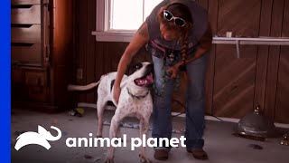 Older Dog Is Abandoned In Dangerously Hot House  Pit Bulls amp Parolees [upl. by Aleik]