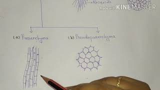 Thallus organization of fungi for BSc 1st yr [upl. by Akeenat]