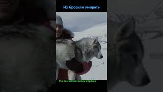 Хаски Husky eightbelow белыйплен полуокер PaulWalker фильмыпрособак like драма собаки [upl. by Gifferd59]