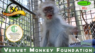 Wizs the baby monkeys journey to find a new mom and home after his mother passed away [upl. by Marv]