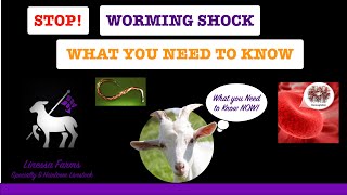 Worming Shock When Sheep and Goats Die From Worming Cause Prevention and Treatment [upl. by Dott841]