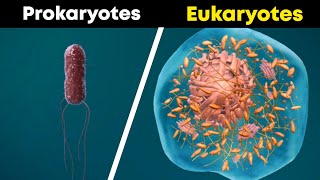 Prokaryotes and Eukaryotes 3D Animation [upl. by Adnilab]