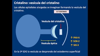 Embriología Desarrollo de ojo [upl. by Alica311]