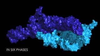 The Origins and Evolution of the Ribosome [upl. by Ahsimik]