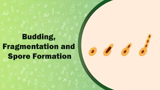 Budding Fragmentation and Spore Formation [upl. by Spike315]