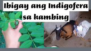 Kumakain ng indigofera ang kambing [upl. by Eolanda]