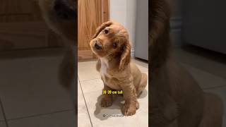 Discover the Affectionate American Cocker Spaniel [upl. by Anile]