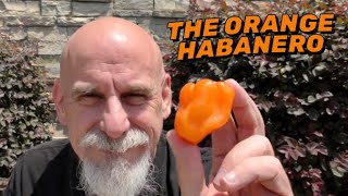 The Orange Habanero A significant pepper in everyone capsaicin journey I address why [upl. by Shaya]