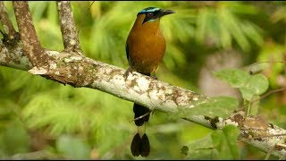 Motmot  the American Bird of Paradise 4K video Belize San Ignacio [upl. by Ahsal]