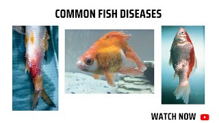 Common fish diseases [upl. by Anastasio]