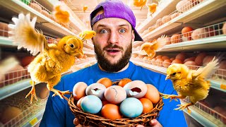 I Hatched An Army Of Supermarket Eggs [upl. by Ina]