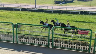 corsa dei cavalli e salto della siepe 🐎 Darkalong 🏇 [upl. by Koy]