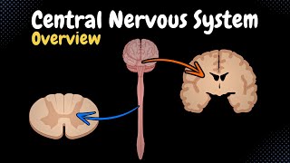 Overview of the CNS Pars Neurons Neuroglia White amp Grey Matter Development  Anatomy [upl. by Veda506]