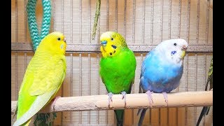 Pleasant American Parakeets Chirping Singing and Playing 4Hr of relaxation [upl. by Greenwell]