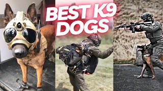 The Best K9 Dogs Compilation  Capturing Action amp Heartwarming Moments [upl. by Nerrag197]