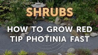 How to Grow Red Tip Photinia Fast [upl. by Zwiebel]