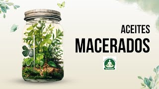 ¡El Arte de los ACEITES MACERADOS No Machacar Solo Dejar Reposar Deja que la Planta Haga Su MAGIA [upl. by Ajnos]