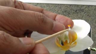 How to Pollinate Phalaenopsis orchid [upl. by Walburga]