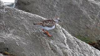 Ruddy Turnstone Nonbreeding Plumage [upl. by Aelahc]