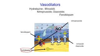 Pharmacology Online  Vasodilator [upl. by Lirpa]