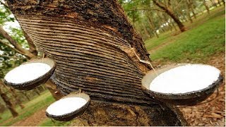 Amazing Asia Natural Rubber Farm  Rubber Harvesting and Processing [upl. by Ynattir228]