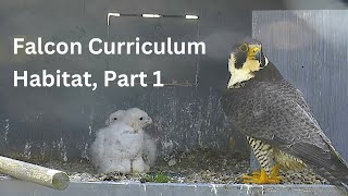 Falcon Curriculum Habitat Part 1 [upl. by Three]