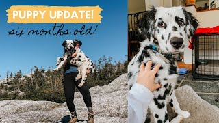 6 month puppy update answering dalmatian questions [upl. by Cardwell]