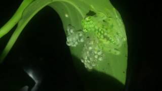 Glass frog male guarding eggs [upl. by Thorlay]