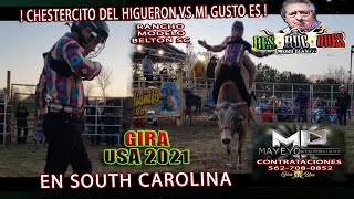 CHESTERCITO DEL HIGUERON VS MI GUSTO ES GIRA USA 2021 EN RANCHO MODELO BELTON CAROLINA DEL SUR [upl. by Tap]