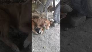 Baby dogs cute 🥺doglover dog subscribe shorts [upl. by Kunz]