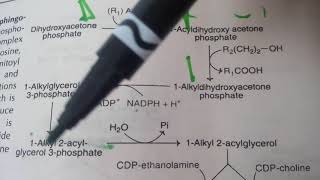 PHOSPHOLIPID SYNTHESIS made easy part 8plasmalogens synthesis [upl. by Sergius]