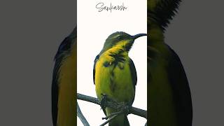 Up close with a Sunbird nature birdsofindia shorts [upl. by Gherardo196]