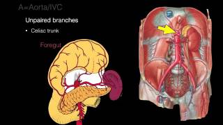 Retroperitoneal space and Retroperitoneal organs [upl. by Eivad60]