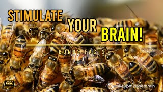 🐝 Healing Sounds Of The Humming Bees Hive  🕙 10 Hours  Stress Relief  ASMR  4K  Bonus Facts [upl. by Weathers]