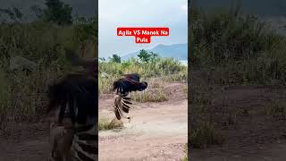 Agila VS Manok Na Pula shortvideo viralvideo shortyoutube fighting [upl. by Kesia]