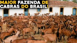 MILHARES DE CABRAS  Conheça a Maior Fazenda de Cabras do Brasil [upl. by Mahala]