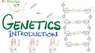 Introduction to Genetics  DNA RNA Genes Nucleosides Nucleotides Transcription Translation [upl. by Zarah]