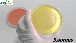 Mannitol Salt Agar [upl. by Christen]