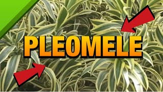 TUDO SOBRE A PLEOMELE  CULTIVO REGA E PROPAGAÇÃO Dracena Reflexa [upl. by Efar87]